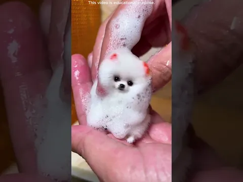 👉 🥺 “Anak anjing terkecil di dunia ditinggalkan ibunya… pria ini mengubah hidupnya!” #shortsvideo