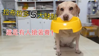 拉布拉多身上有這5大缺點，為什麼還有人搶著養它！