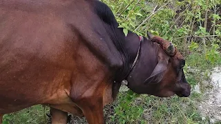 Rope embedded deep in neck but bull shows only sweetness.