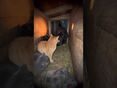 The Cats Were Asleep… Then A Big Black Dog Walked In