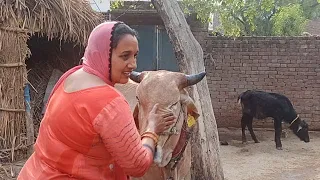 Cow Bathing By Hand Desi Village Life Morning Routine