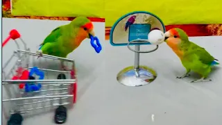 Bird Training : Smart lovebird Parrot | Smart Little Cute Parrot #training #smartparrot #cute