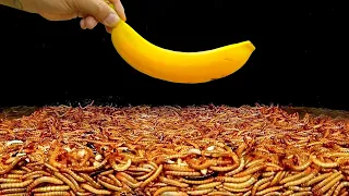 Coloquei 4.000 MIL VERMES para comer uma BANANA
