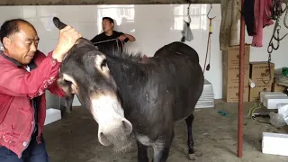 宰驴，上午的第二次尝试