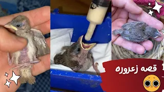 واخيراااااا قصه العصفوره زعروره الي لاقيتها في الشارع❤️