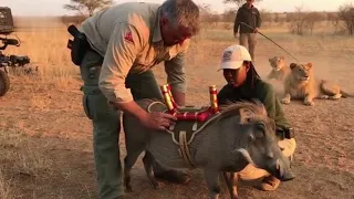 🎬 Behind the Scenes: Warthog Chaos vs Calm Lions 🐗🦁