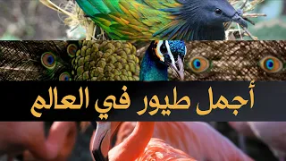 وثائقي | أشهر 10 أنواع طيور في العالم 🌏 