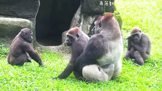 Gorilla Brothers 🦍 Ringo and Jabali Don’t Understand the Grown-Ups’ World 😅❤️金剛兄弟🦍林戈和呷百二不懂大人的世界