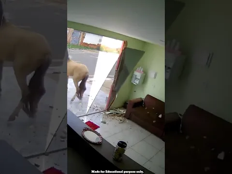 Horse kicks glass door