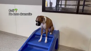 Let’s see what dogs have New Year’s resolutions at dog daycare! (Extended Version)