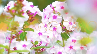 Relaxing Piano Music 🍀 Soft Piano Music 🍀 Piano Music For Stress Relief 🍀 Meditation Piano Music