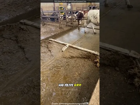 Easy Cleaning of Cow Dairy 🐮