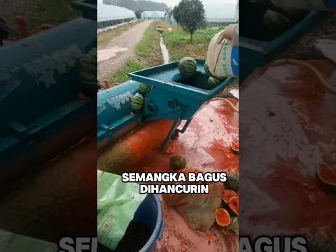 bukan sekedar semangka biasa