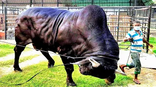 Black Sahiwal Bull | Brownie's Ranch
