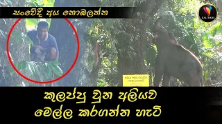 කුලප්පු වුන අලියව මෙල්ල කරන හැටි _ How to tame a restless elephant #elvishyadav #elphents