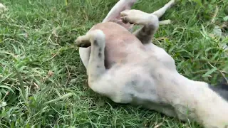 Puppy is playing ball activities #puppy #dog #cute #animals #long 
