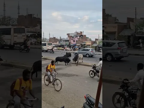 Indian streets are wild 😳