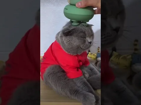 head massage for cats 🐱 #shorts like for more ❤️👍🏼
