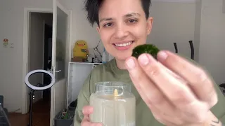 Marimo nedir? Japon şans yosunu Marimo’yu inceliyorum!  Marimo Moss Ball