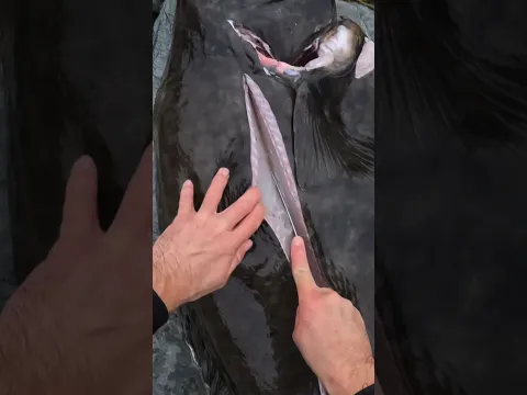 How to fillet a GIANT HALIBUT #spearfishing #halibut