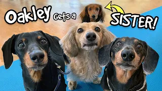 Ep 67: Oakley Gets a SISTER! — Say hi to "Delilah" the Puppy Dachshund!