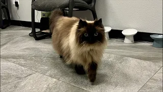 Noodles first meet & greet! :3