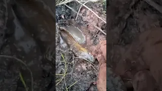 Incredible fishing technique caught so big eel. #fishing #viralvideo #funny #wildlife