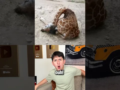 POR QUÉ DUERMEN ASI ESTOS ANIMALES?!!