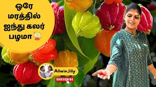 ஓரே பழம் 5 கலர்ல🤔🍒 Suriname Cherry | செர்ரி பழம் | Homemade Jam #allwinjilly #suvaiyosuvai #nature