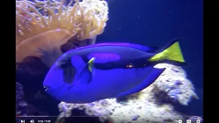 ALPHABET SEA & WATER ANIMALS   (Part 23) Babies, Toddlers, Preschool, K-3, EDUCATIONAL KID VIDEO
