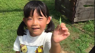 抓蚱蜢達人★奈華6y5m