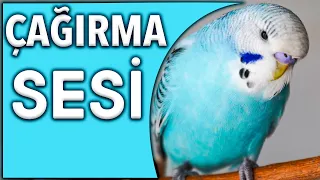 MUHABBET KUŞU SESİ ÇAĞIRMA  Muhabbet Kuşu Çağrı Sesi Dinlet