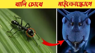 এমন ১০ টি জিনিস মাইক্রোস্কোপ দিয়ে দেখলে আপনিও অবাক হবেন।10 Things You Can Only See Under Microscope