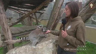 Zbierka na trávový koberec pre primáty 🐒