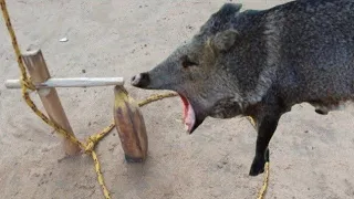 Armadilha de laço para pegar animais javali paca capivara tatu Cotia-sobrevivência na selva.