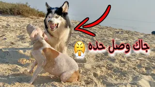 رحنا مكان هروب الساحره بالبحر .. مع اشرس كلب بالعالم !! شوفوا ردة فعله 😱
