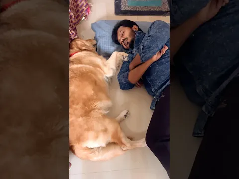 Subscribe for more videos like this #goldenretriever #puppies #doglover
