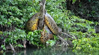 PERIGO! MEDO!! TREMEDEIRA!!! EMOÇÃO!!!! SUCURI MONSTRUOSA SURGE NA PESCARIA. ANACONDA GIGANTE.