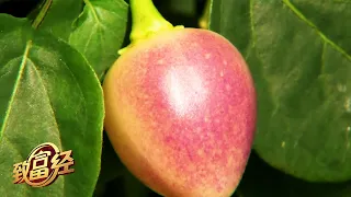 小小辣椒一年卖出四百多万！一起探寻七彩辣椒身价翻倍的秘密 |「致富经」20210914