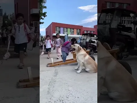 Why Are These Dogs Driving Kids? 🐶🚗😲