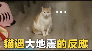 【黃阿瑪的後宮生活】貓遇大地震的反應！太無助了！