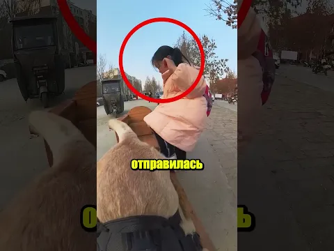 Самая преданная собака: её ежедневная миссия 🎥🐶