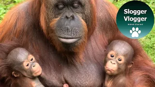 Update On The Dudley Zoo Orangutans