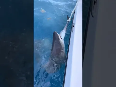 DOLPHINS do NOT like SHARKS! #Shorts