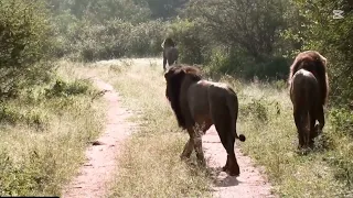 Two Big Intruding Male Lions Pushing One of the Resident Dominant Males