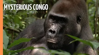 Mysterious Congo - In the Realm of the Great Apes | Full Documentary
