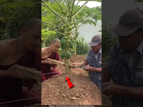 पपीते की पैदावार बढ़ाने का देसी जुगाड 🤯 #papaya