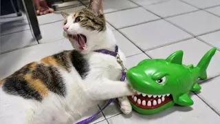 Cats Being Absolute Menaces for 5 Minutes😹🤣
