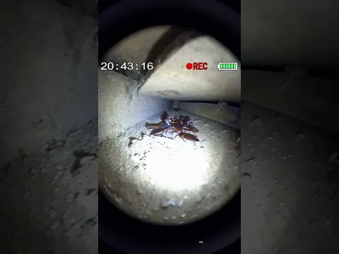 pongo una camara en una cucaracha viva