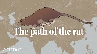 Rats followed us all over the world, but where are they from?
